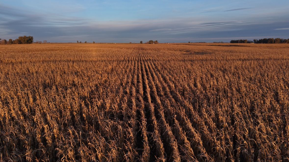 67 hectáreas agrícolas en Gral Alvear, Bs As.